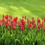tulips-21620_1920-150x150-4138039