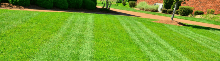 6-lawn-care-mistakes-that-can-ruin-your-yard-in-market_city-3202890